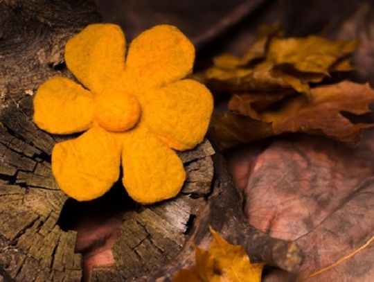 żółty filcowy kwiat na tle drewna i jesiennych liści